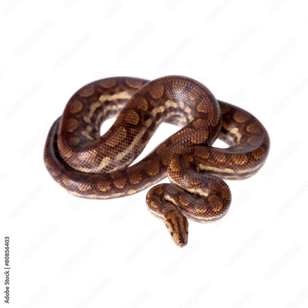 Rainbow tree boa on white background Rainbow tree boa on white background