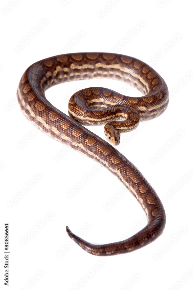 Rainbow tree boa on white background Rainbow tree boa on white background
