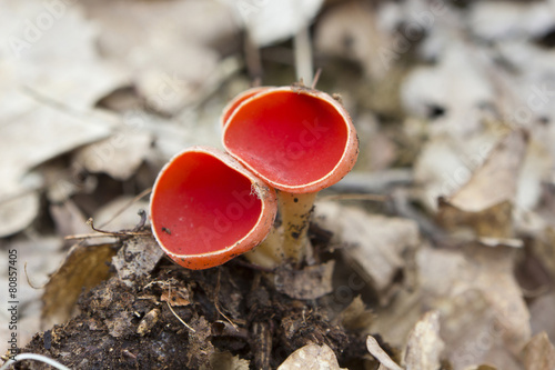 Mushroom Sarcoscypha austriaca coccinea