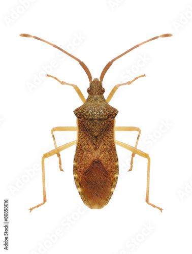 Bug Gonocerus acuteangulatus photo