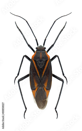 Bug Horistus infuscatus © als