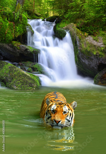 tygrys-syberyjski-w-wodzie