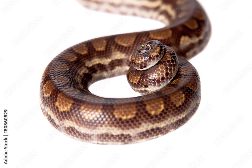 Obraz premium Rainbow tree boa on white background