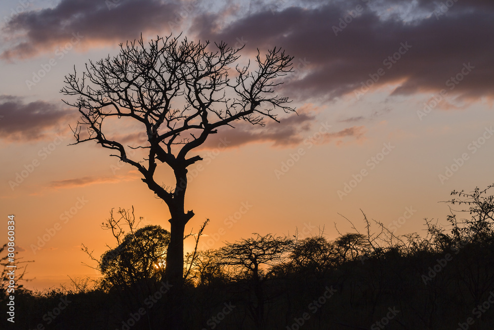 Wilderness Trees Sunrise Landscape