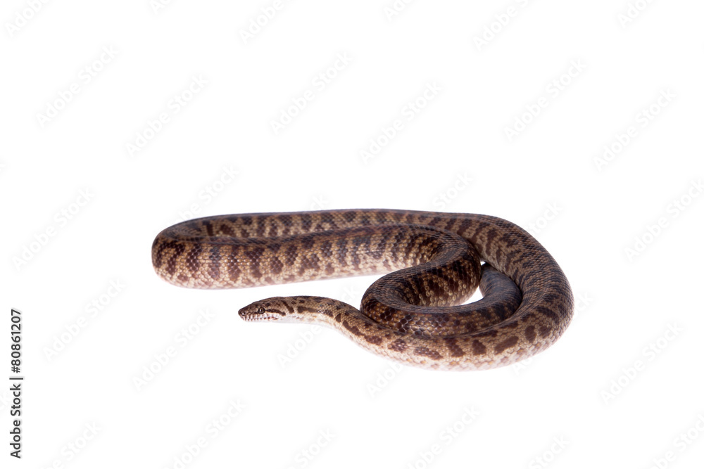 Fototapeta premium Spotted Python on white background