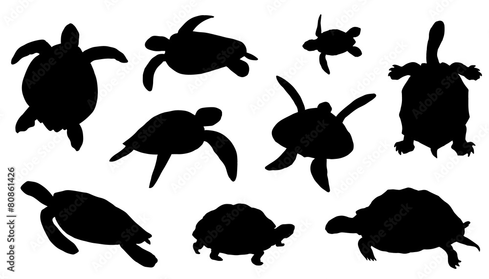 Obraz premium sylwetki żółwia