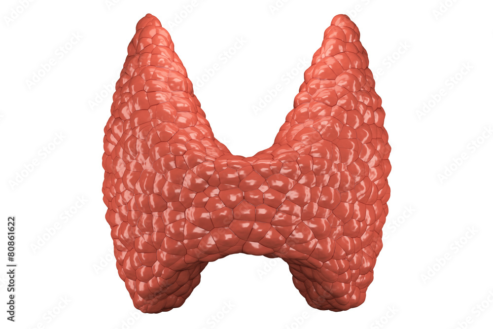 © extender_01 - Thyroid gland isolated front view