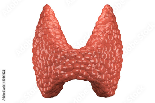 Thyroid gland isolated front view photo
