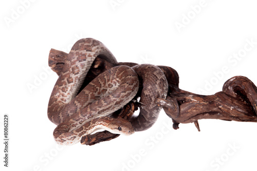 Hispaniolan boa on white background