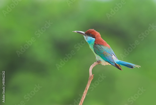 Bird on the best perch (Blue-throated Bee-eater) in green backgr