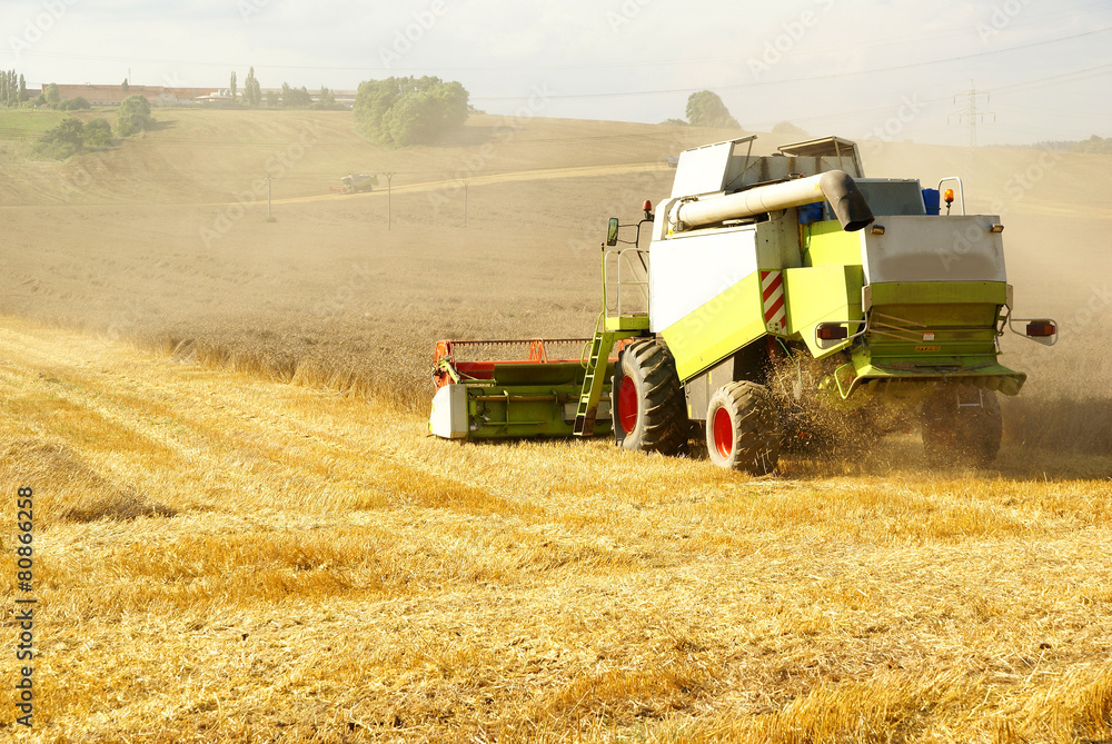 Fototapeta premium combine harvester on field