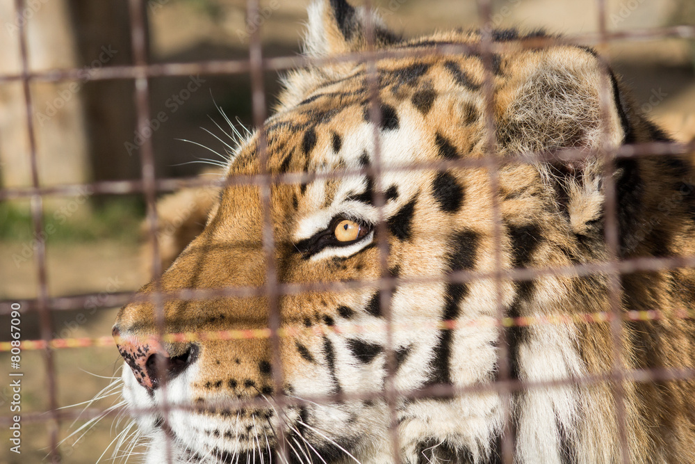 Naklejka premium Tiger in zoo