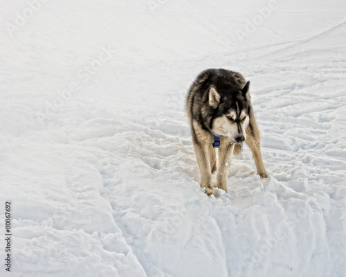 Husky frisst Schnee
