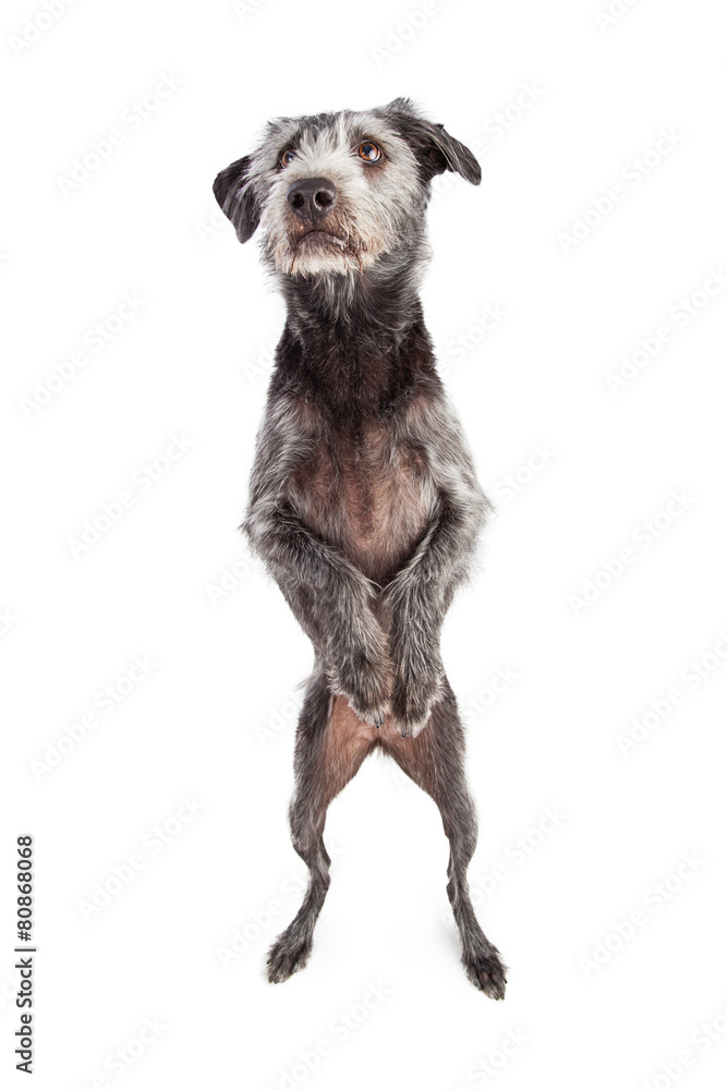 Terrier Dog Dancing on Hind Legs