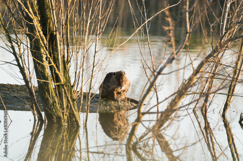 Nutria photo