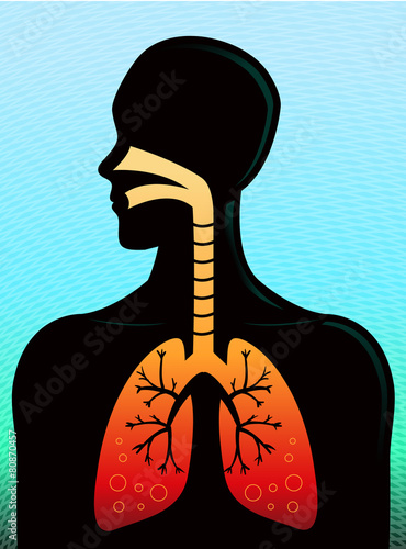 Human Respiratory System