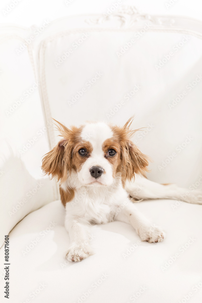 Fototapeta premium Cavalier King Charles Spaniel auf einem Sessel