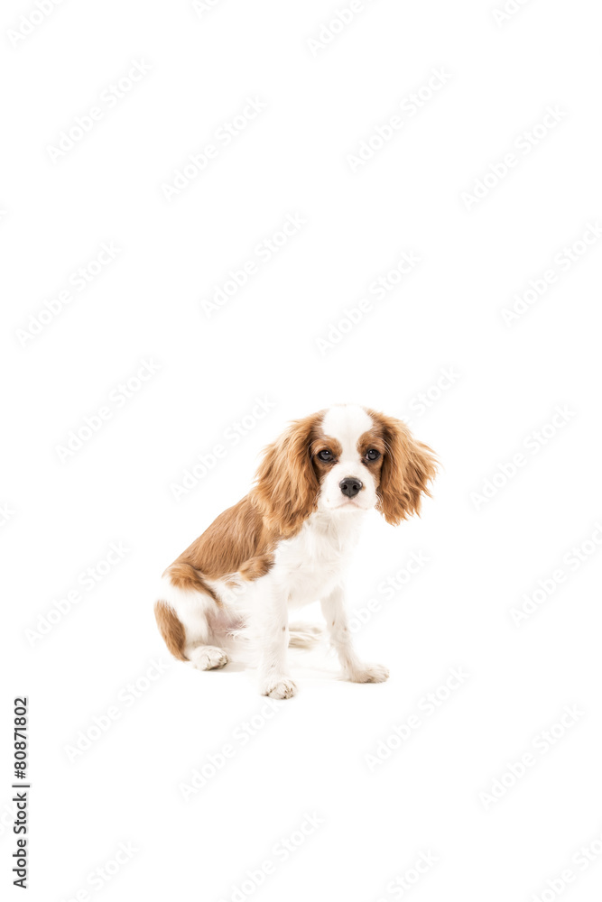 Fototapeta premium Cavalier King Charles Spaniel