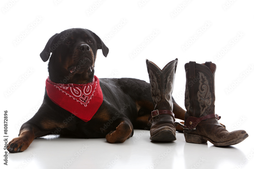 Fototapeta premium Western Rottie