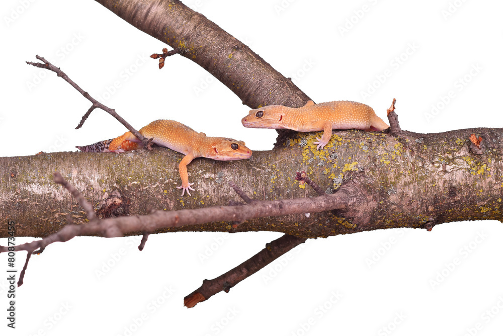 Fototapeta premium Two crested gecko sitting on a branch isolated