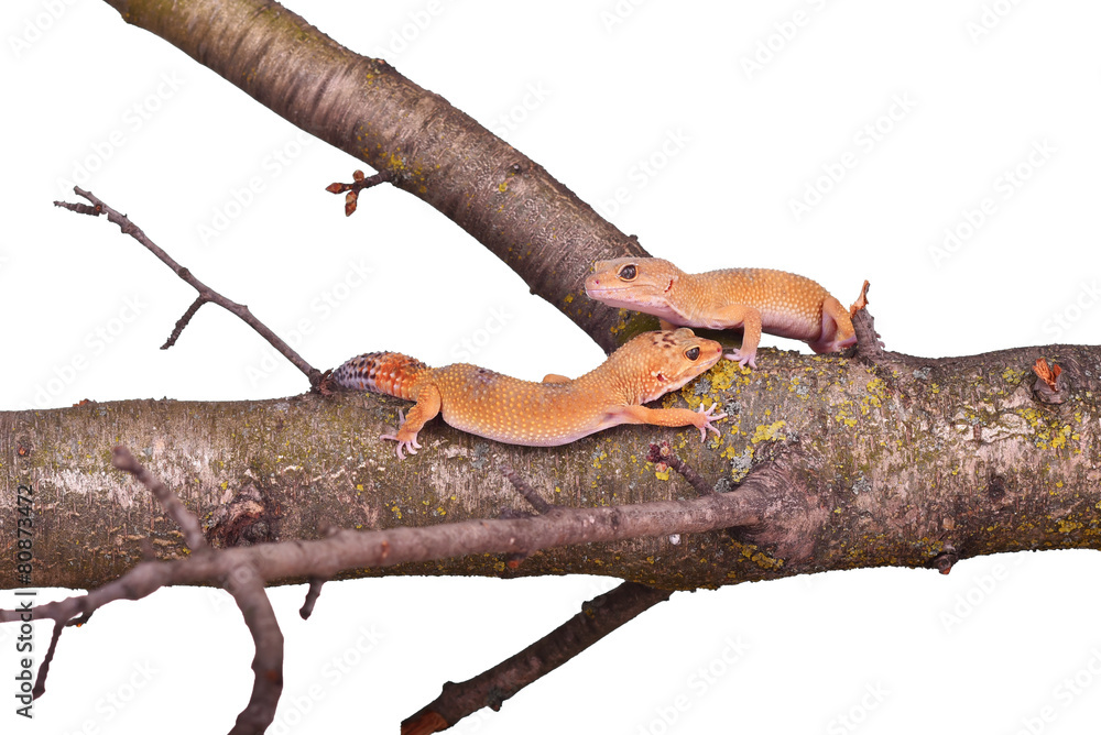 Two crested gecko sitting on a branch isolated