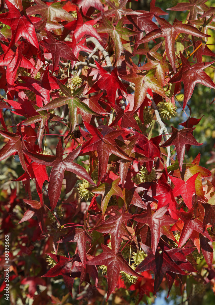 Fototapeta premium Liquidambar en automne