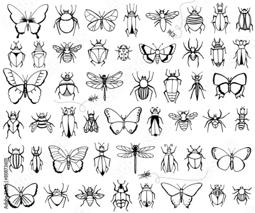 Bugs and butterflies