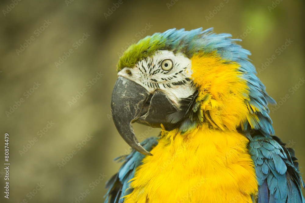 macaw sitting on a branch. macaw sitting on a branch.