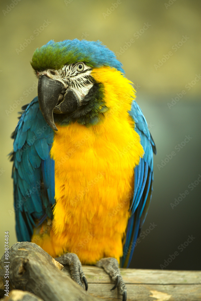 macaw sitting on a branch.