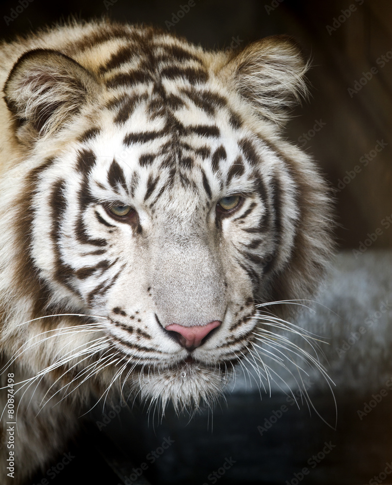 Fototapeta premium white tiger