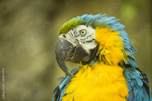 macaw sitting on a branch.