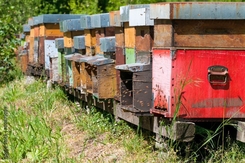 Beehive boxes