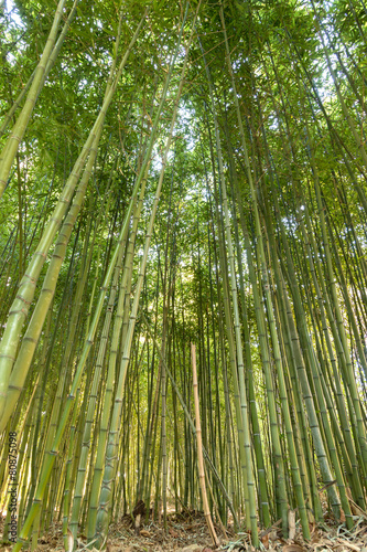 Bamboo forest