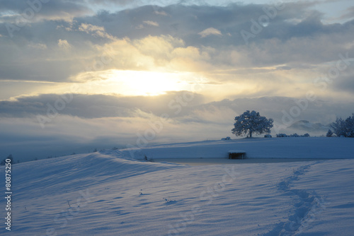 Oak at snowy sunrise © barnabo
