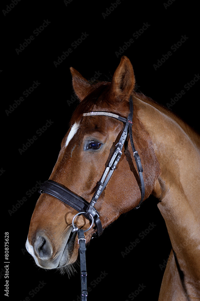 Fototapeta premium horse isolated on black