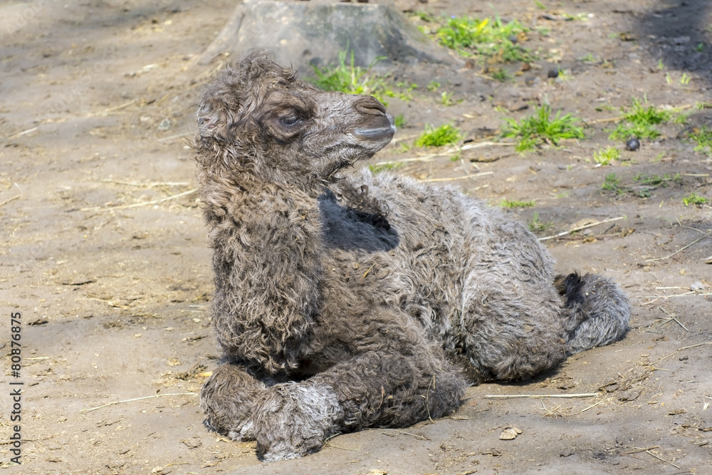 Fototapeta premium Bactrian camel (Camelus bactrianus) calf