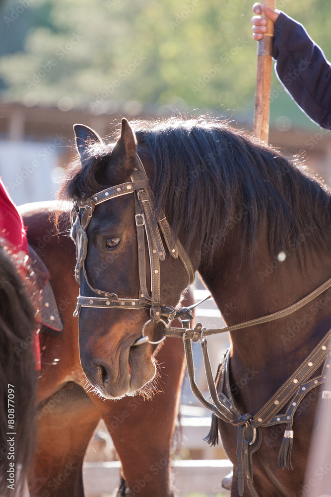 Obraz premium Portrait of a horse p