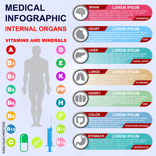 Internal organs. Vitamins and minerals.