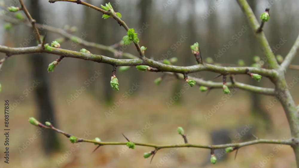 Spring tree branch with raindrops in the forest, macro shot Spring tree branch with raindrops in the forest, macro shot