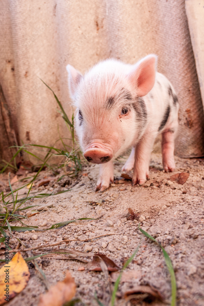 Close-up of a cute muddy piglet running around outdoors on the f Close-up of a cute muddy piglet running around outdoors on the f