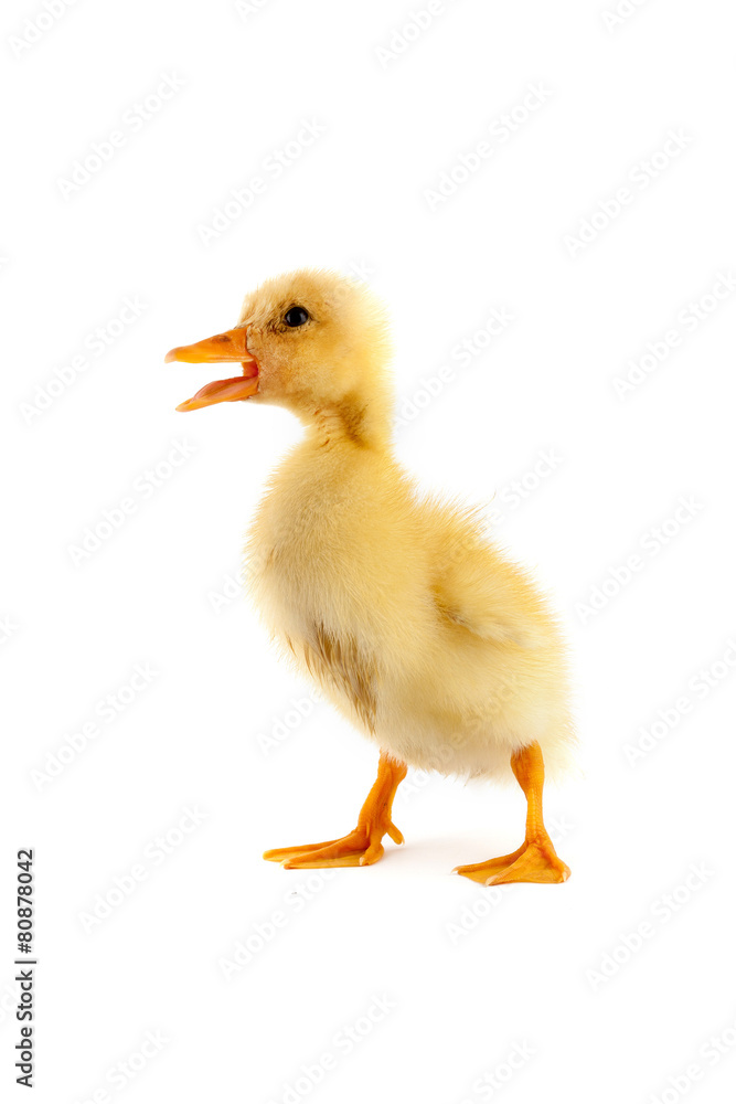 The yellow small duckling The yellow small duckling