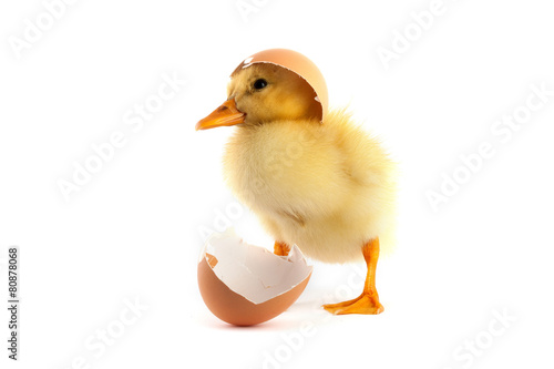 Yellow small duckling