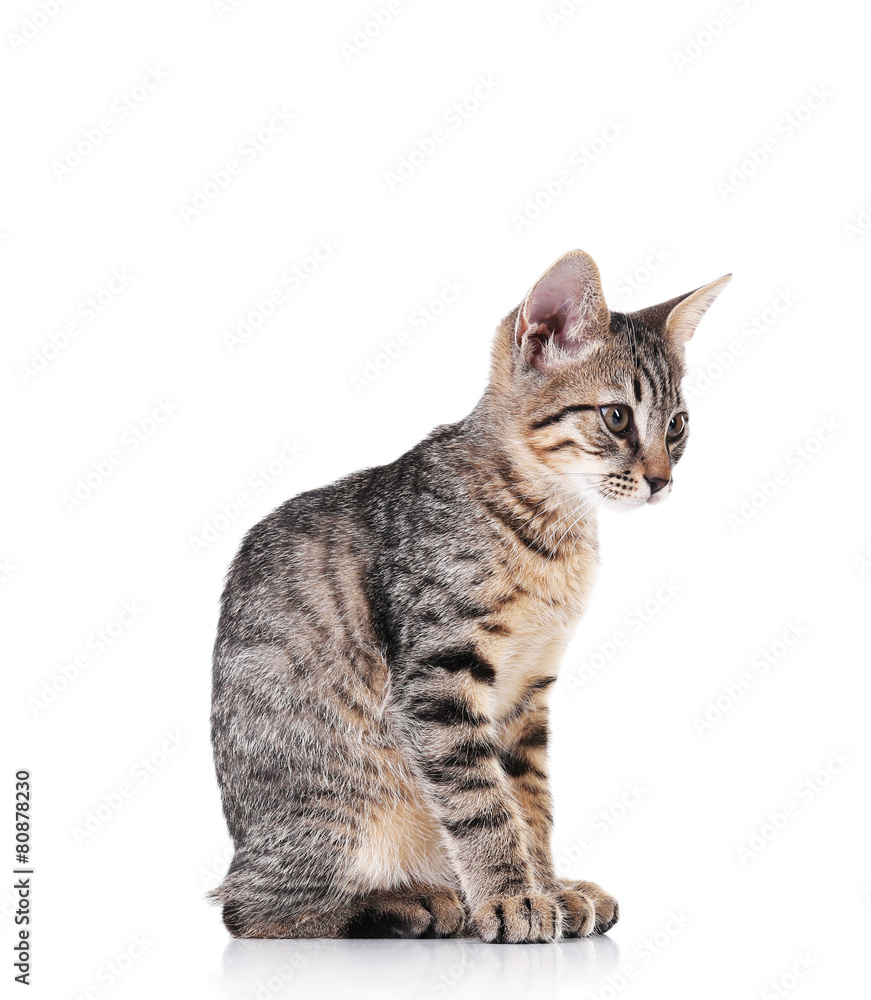 Cute kitten isolated on white Cute kitten isolated on white