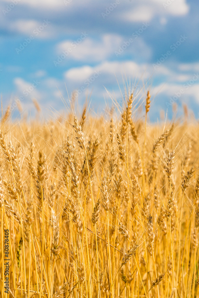 A wheat field, fresh crop of wheat A wheat field, fresh crop of wheat