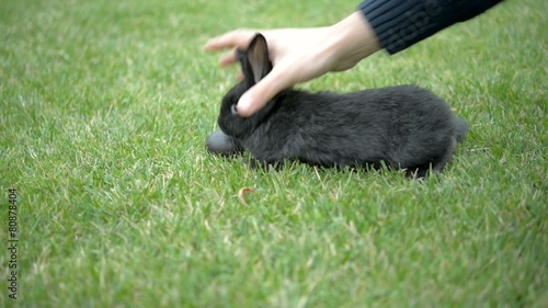 black rabbit on green meadow