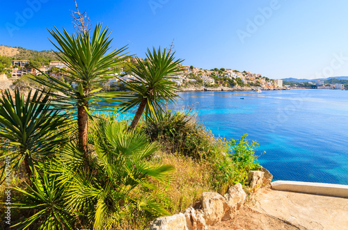 Tropical plants in Cala Fornells bay, Majorca island, Spain