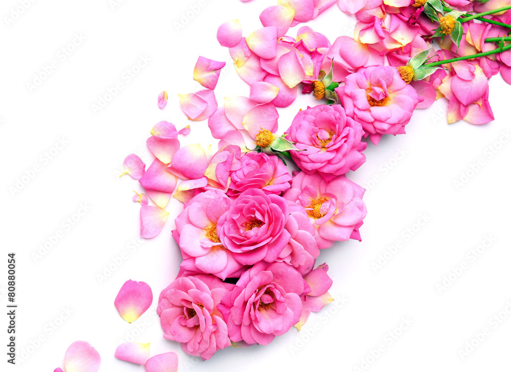 Beautiful pink rose petals isolated on white
