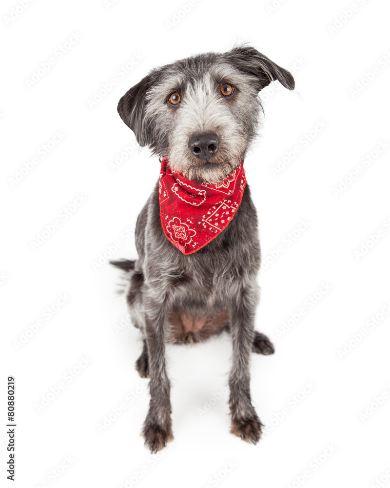 Cute Dog Wearing Red Bandana