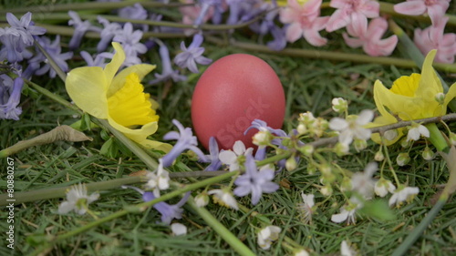 Easter red egg surrounded by flowers on green grass