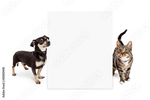 Fototapeta Naklejka Na Ścianę i Meble -  Dog and Cat Looking Up at Tall Blank Sign
